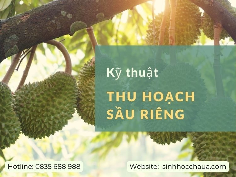 thu-hoach-sau-rieng