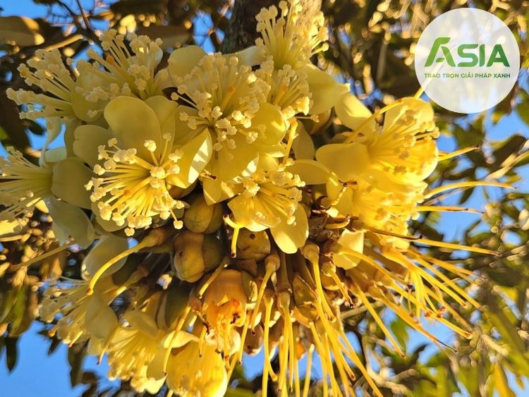 Hoa sầu riêng xổ nhụy