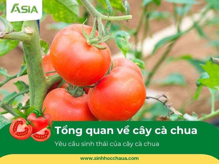 yeu-cau-sinh-thai-de-trong-ca-chua