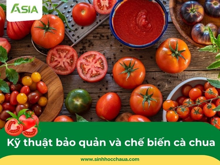 bao-quan-va-che-bien-ca-chua