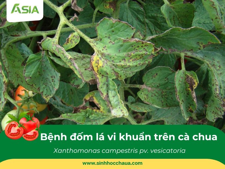 benh-dom-la-vi-khuan-tren-ca-chua