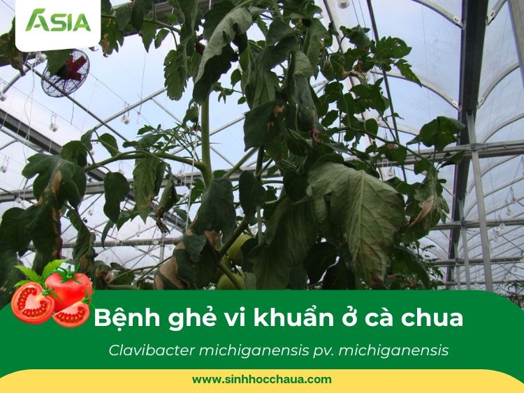 benh-ghe-vi-khuan-tren-ca-chua