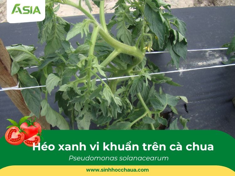 benh-heo-xanh-vi-khuan-tren-ca-chua