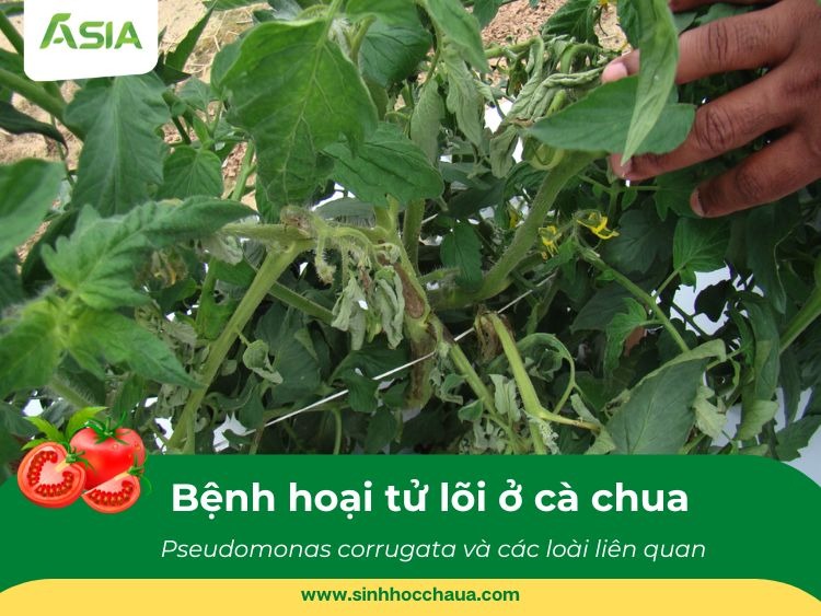 benh-hoai-tu-tren-ca-chua