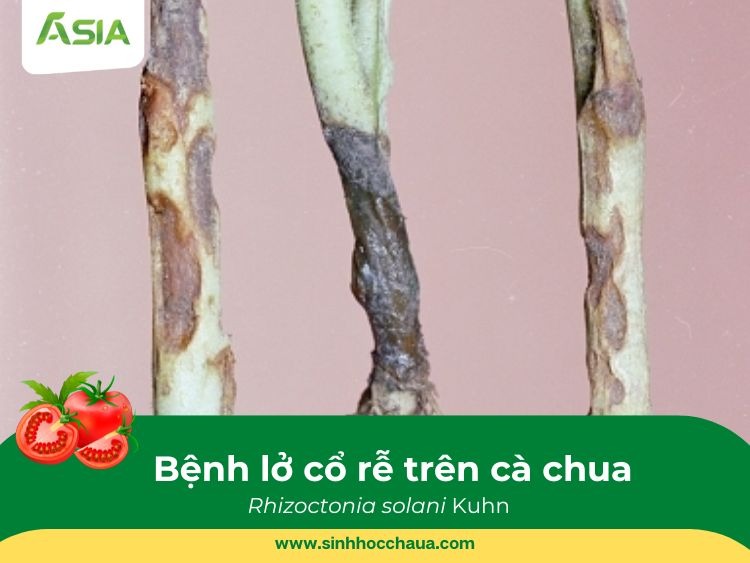 benh-lo-co-re-tren-ca-chua