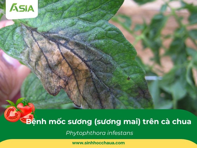 benh-moc-suong-tren-ca-chua