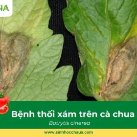 benh-moc-xam-tren-ca-chua