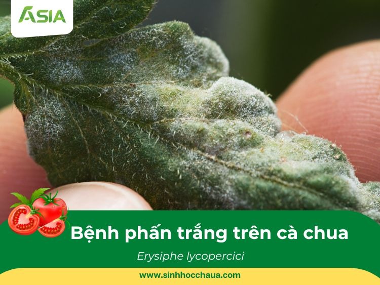 benh-phan-trang-tren-ca-chua