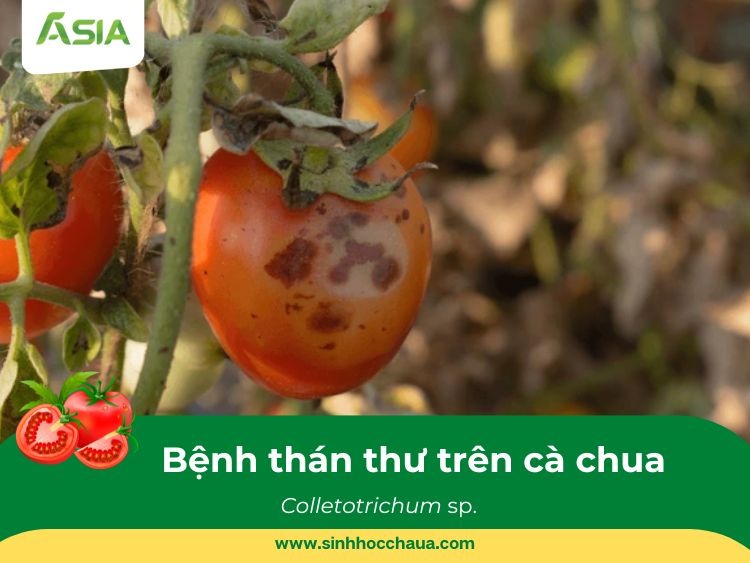benh-than-thu-tren-ca-chua
