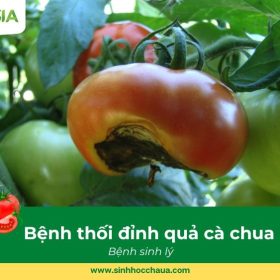 benh-thoi-day-qua-ca-chua