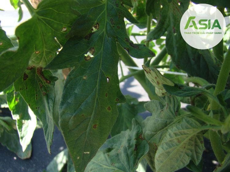 Vi khuẩn Xanthomonas campestris pv. vesicatoria là tác nhân gây nên đốm lá vi khuẩn trên cà chua