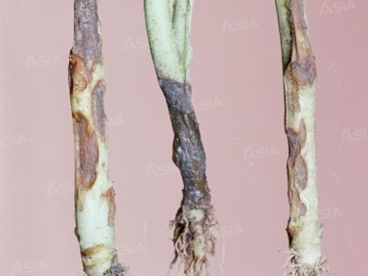 Biểu hiện bệnh lở cổ rễ trên cà chua