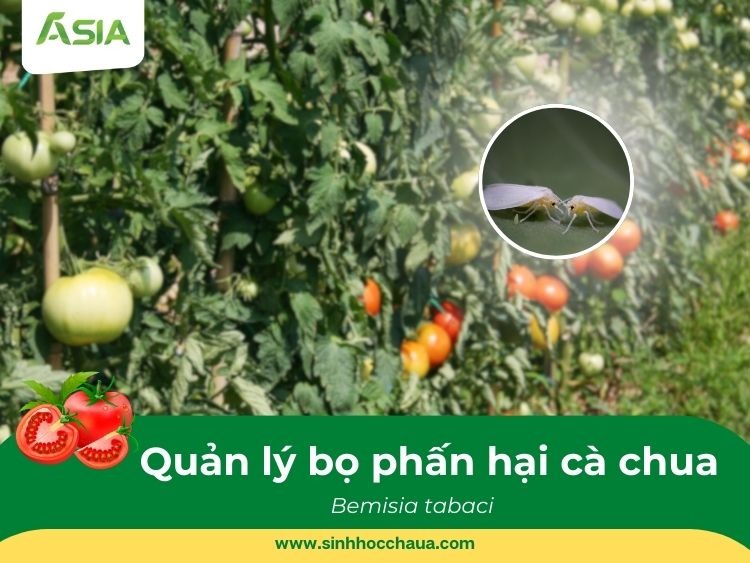 bo-phan-trang-hai-ca-chua