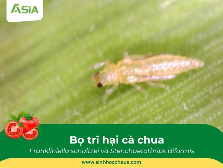 bo-tri-hai-ca-chua