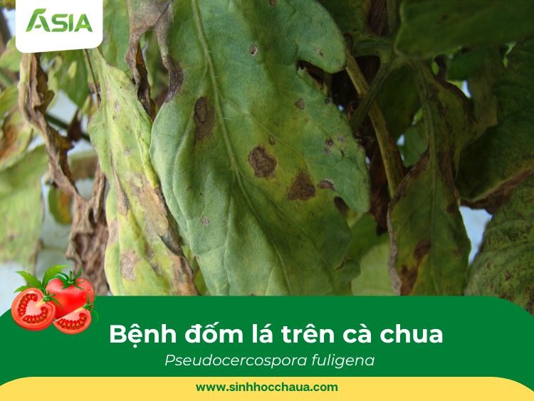 dom-la-tren-ca-chua