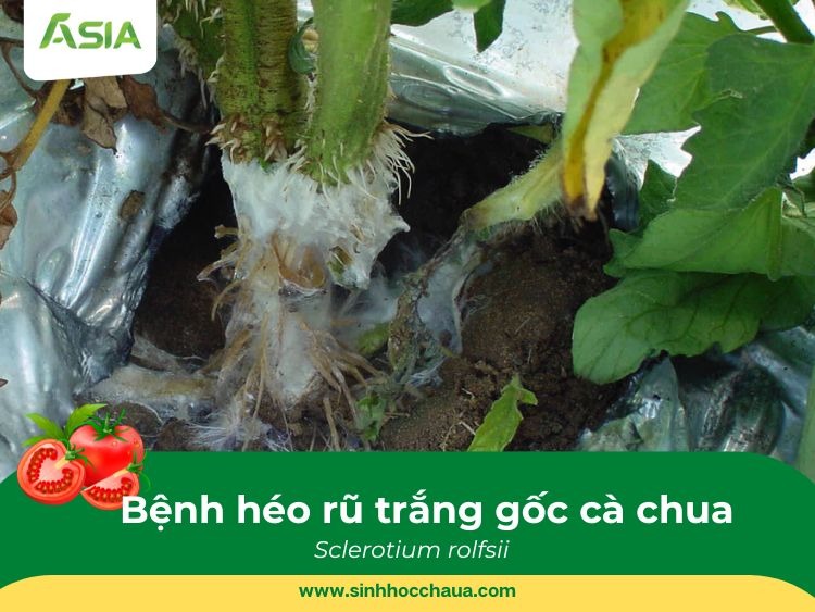 heo-ru-trang-goc-ca-chua
