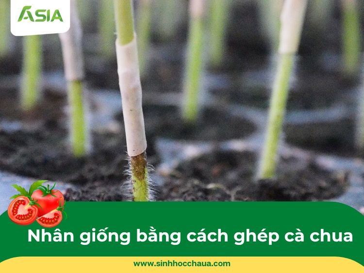 ky-thua-ghep-ca-chua