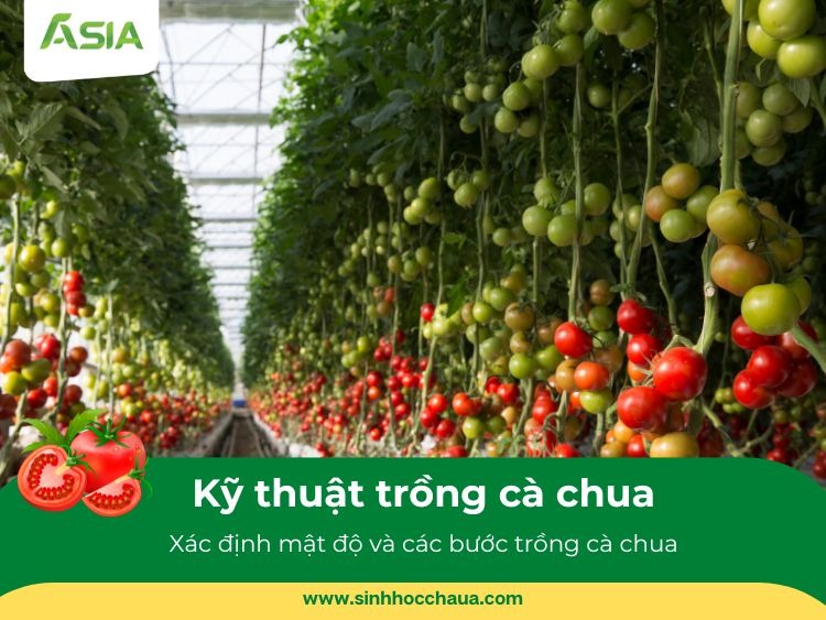 ky-thuat-trong-ca-chua