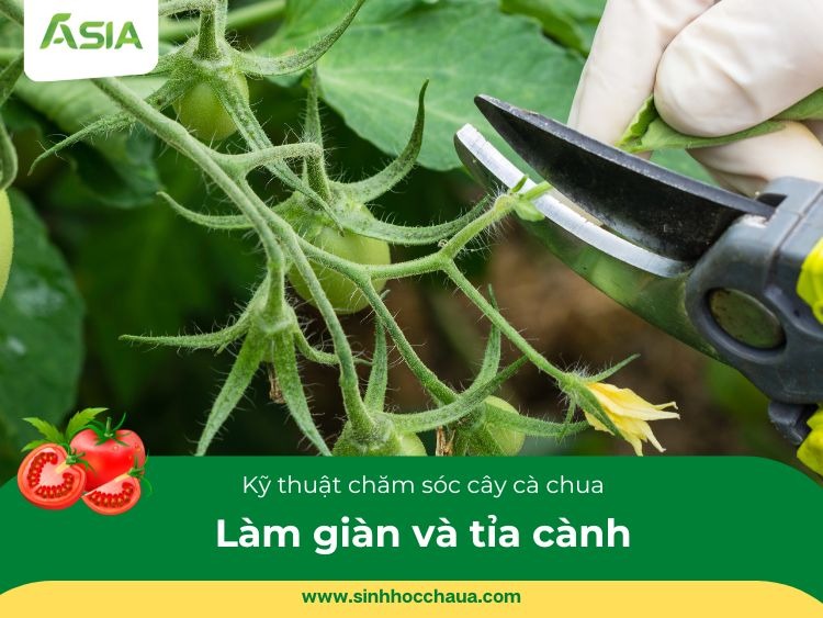 lam-gian-tia-canh-ca-chua