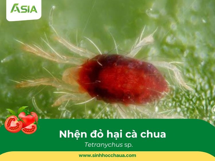 nhen-do-hai-ca-chua