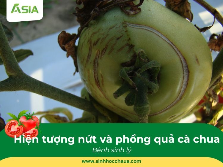 nut-qua-va-phong-qua-ca-chua