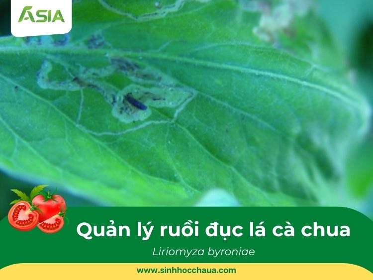ruoi-duc-la-ca-chua