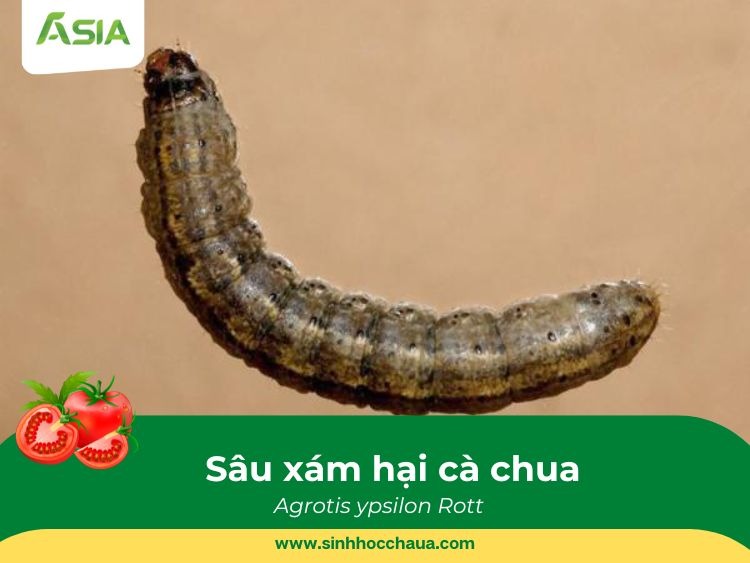 sau-xam-hai-ca-chua