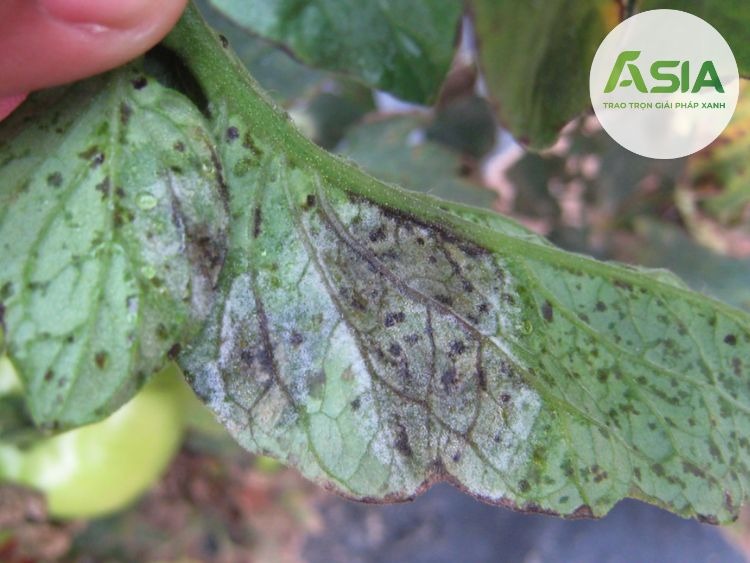 Nguyên nhân gây bệnh mốc sương trên cà chua là do đâu?