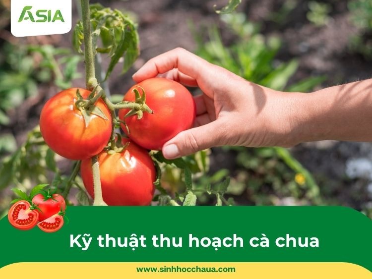 thu-hoach-ca-chua