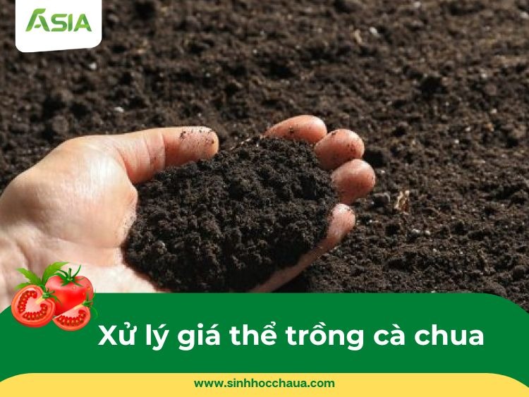 xu-ly-gia-the-trong-ca-chua