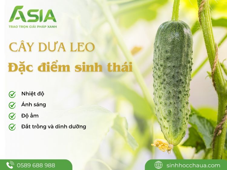 dac-diem-sinh-thai-cua-cay-dua-leo