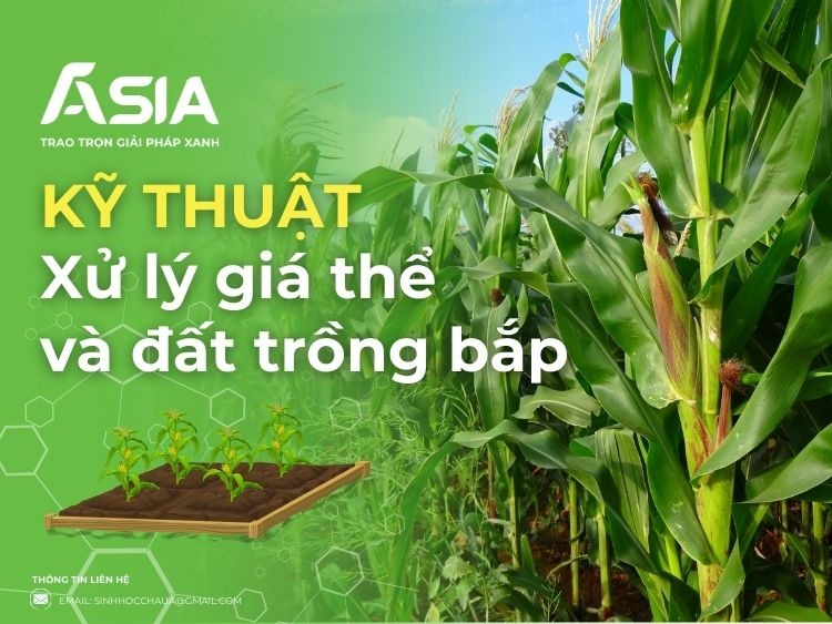 gia-the-va-dat-trong-bap