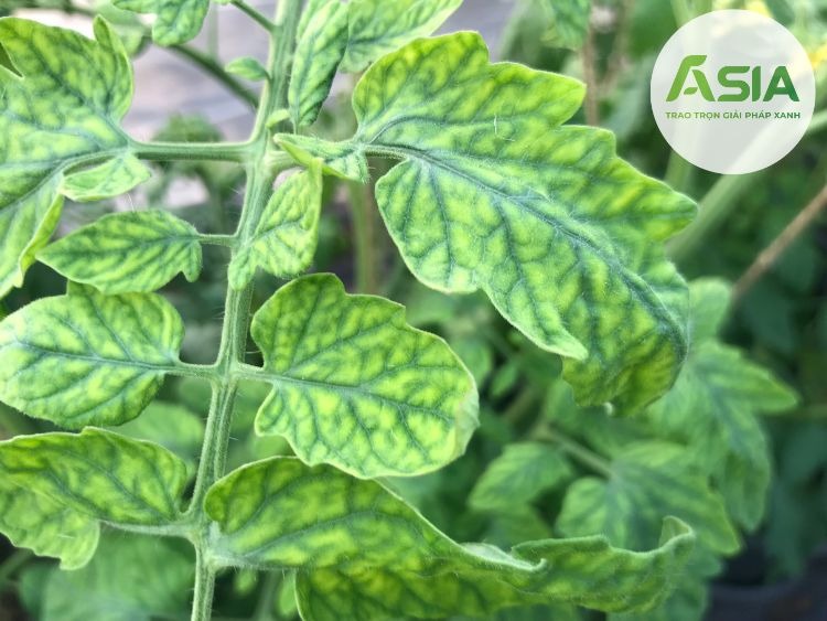 Khảm lá cà chua gây nên thiệt hại nặng nề cho vườn trồng