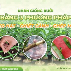 ky-thuat-nhan-giong-buoi