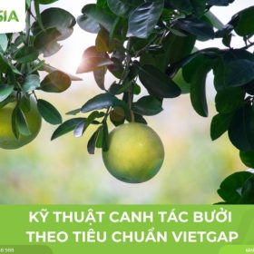 ky-thuat-trong-buoi