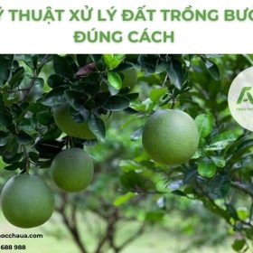 xu-ly-dat-trong-buoi