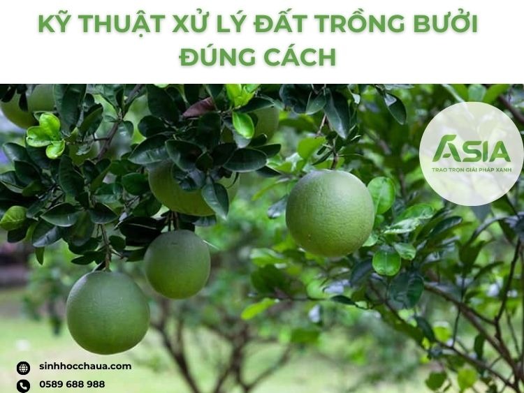xu-ly-dat-trong-buoi