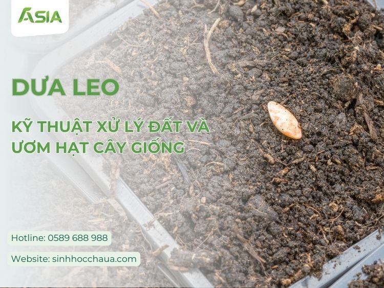 cach-lam-dat-trong-dua-leo