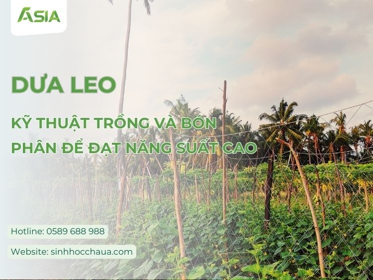 trong-dua-leo