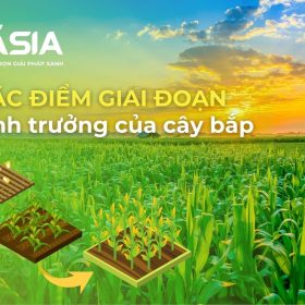 dac-diem-sinh-truong-cua-cay-bap