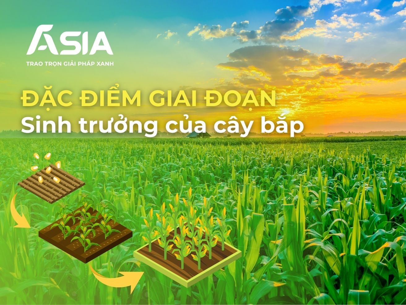 dac-diem-sinh-truong-cua-cay-bap