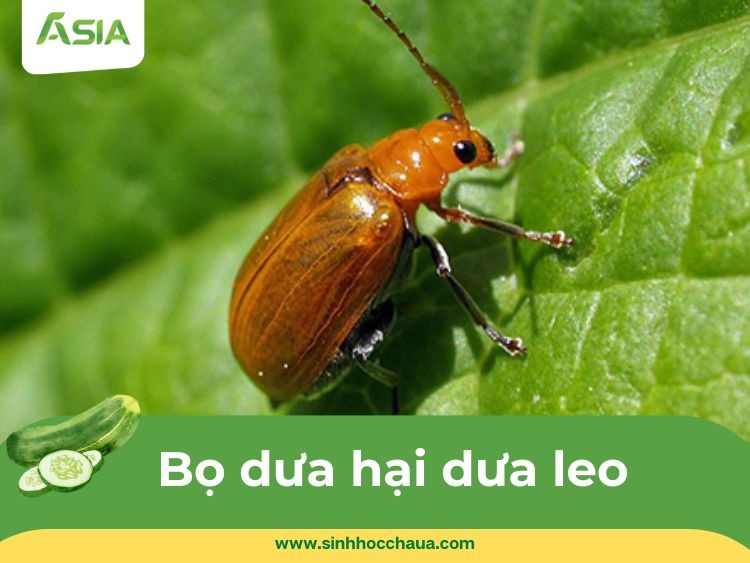 bo-dua-hai-dua-leo